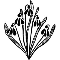 Trykkloss, Blomst, Snøklokke