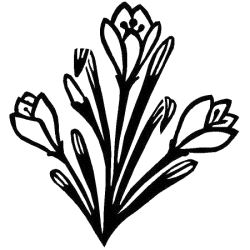 Trykkloss, Blomst, Krokus